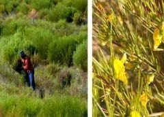 Thumbnail for Foodvalley devises to unlock healthier foods through potential innovations