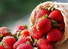 Thumbnail for Univar Solutions to distribute Kalsec’s advanced hop Ingredients in the US 