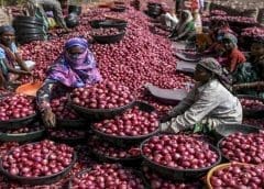 Thumbnail for India imposes 40% export duty on onions to ameliorate domestic availability