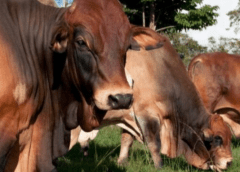 Thumbnail for Savanna Beef to initiate abattoir construction