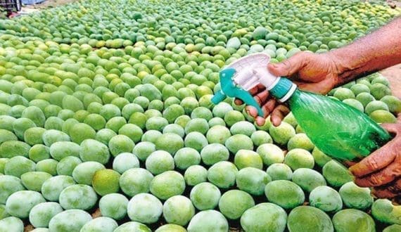 Thumbnail for Morocco reaps US$2.7M from vegetable exports to Poland, finds new markets for onions in Senegal 