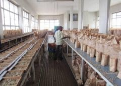 Thumbnail for Egypt earns US$2.6B from fruit & vegetable exports in first 7 months of 2023 