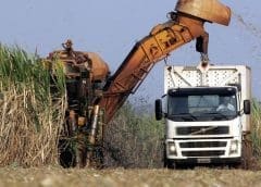 Thumbnail for Egypt commences sugar trading on Commodities Exchange in push to stabilize prices  