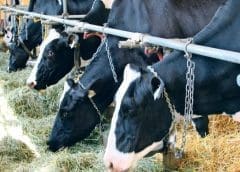 Thumbnail for Sugarcane farmers move to court to prevent implementation of contentious sugar zoning regulations  