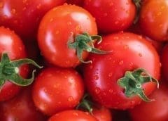 Thumbnail for Government seeks unconventional macadamia uses to boost farmers’ earning