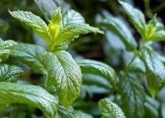 Thumbnail for New report indicates growing preference for artificial casings among sausage manufacturers 