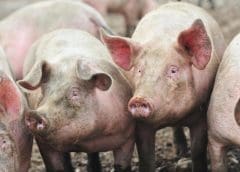 Thumbnail for Namibia suspends poultry imports from South Africa amid bird flu outbreak