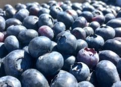 Thumbnail for Tea factories kickstart process to wean themselves off costly electricty from Kenya Power