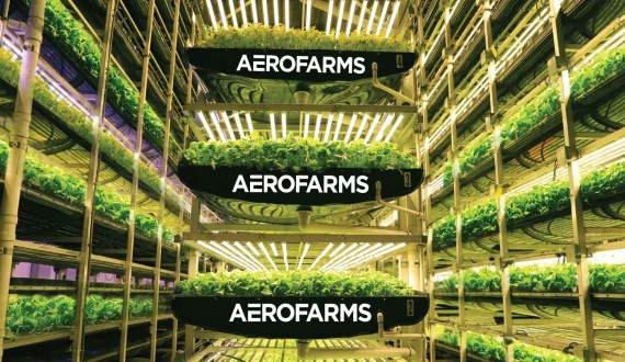 Thumbnail for Shifting Tides: Egypt falls from top spot as EU’s leading apple importer