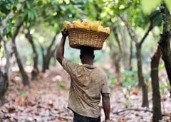 Thumbnail for Del Monte seeks government protection from further loss of land