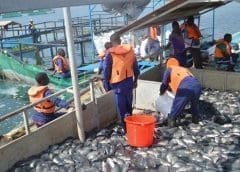 Thumbnail for Dairy Farmers in Nakuru County to benefit from feeds conservation training