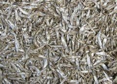 Thumbnail for ‘This’ expands in Netherlands with Albert Heijn partnership