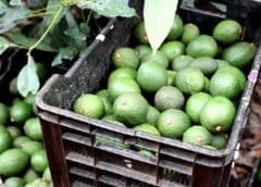 Thumbnail for Pick n Pay receives green light from competition commission to acquire Tomis Group