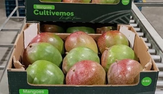 Thumbnail for Zimbabwe’s pork producers embrace collective marketing for brighter future