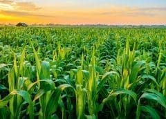 Thumbnail for Frutura expands horizon with major acquisition of two berry companies