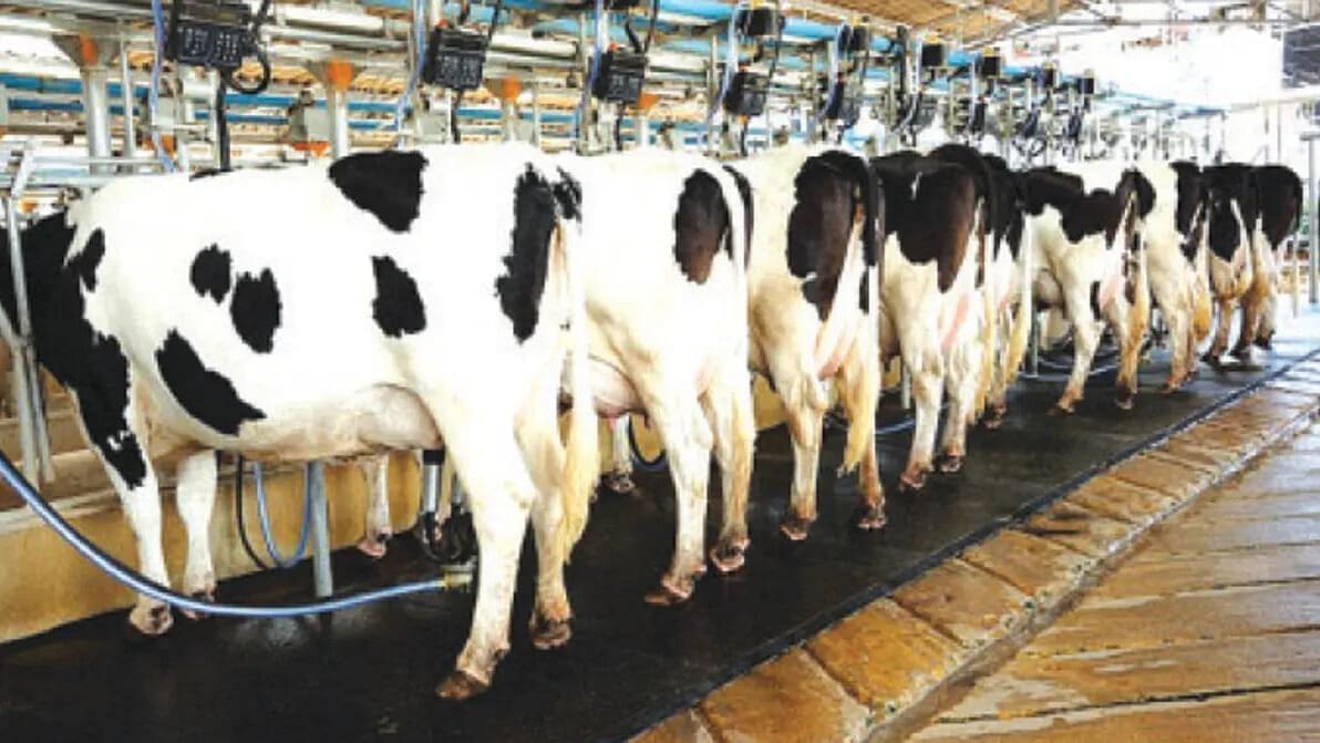 Thumbnail for Zimbabwe’s dairy sector thrives as milk production surges by 13%
