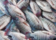 Thumbnail for Naivas Supermarket nears historic milestone with 99th branch as Kenyan retail sector resurges