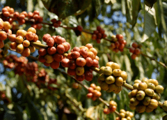 Thumbnail for Uganda’s earnings from coffee exports rise US$940M on back of higher international prices