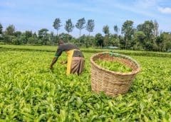 Thumbnail for Cameroon secures US$2.2M investment from Japan to boost cocoa and coffee production 