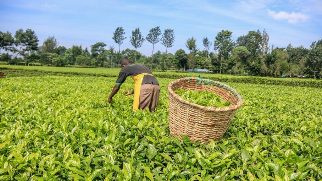 Thumbnail for Kenya launches major tea reforms to raise farmer pay to US$0.77/kg by 2027 