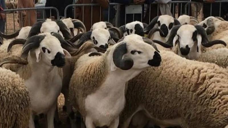 Thumbnail for South Africa anticipates record orange export of 83.6M cartons in 2024 – CGA