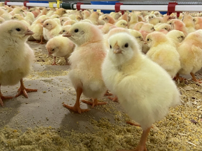 Thumbnail for Algeria authorizes import of chicken from Spain