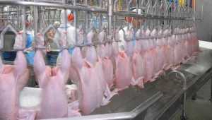 South Africa’s poultry sector sets global efficiency benchmark