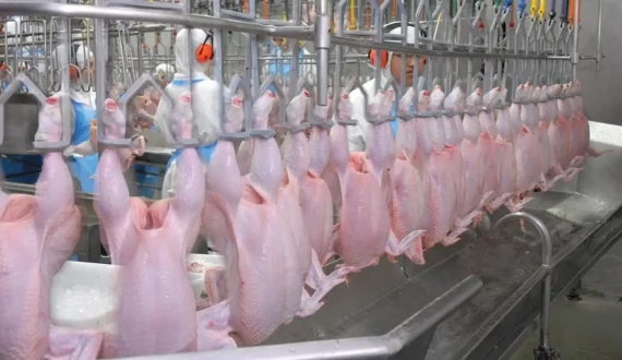 Thumbnail for Algeria authorizes import of chicken from Spain