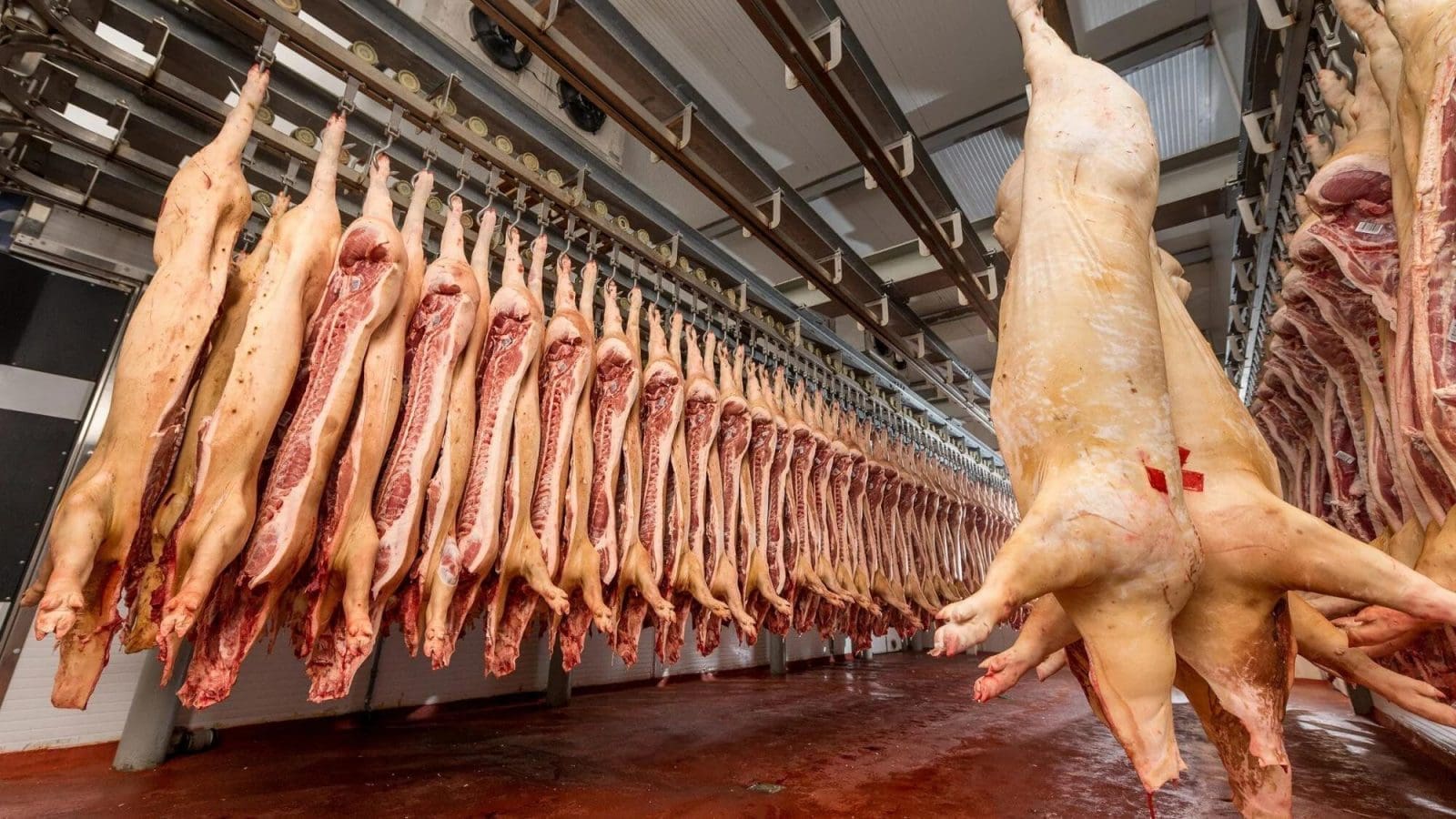 Thumbnail for Australia approves commercial cultivation of GM banana