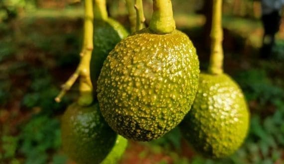 Thumbnail for KMC launches innovation center to boost plant-based ingredient production