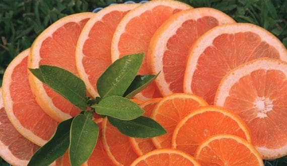 Thumbnail for Tanzania’s cashew nut production set to surge by 95% in 2024/2025 season