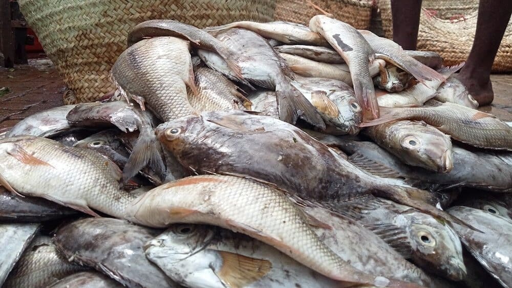 Thumbnail for Pick n Pay expands recycling initiative with installation of reverse vending machines 