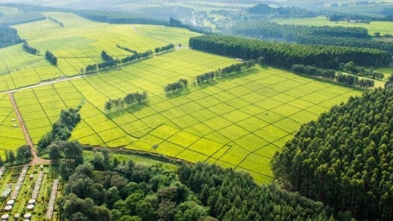 Thumbnail for Kenya coffee auction records slight increase in earnings despite quality concerns 