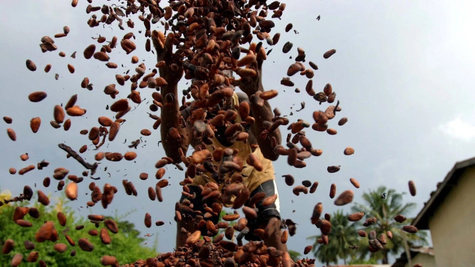 Thumbnail for Cocoa purchases plunge in Ghana amid election-related payment delays, financing crunch 