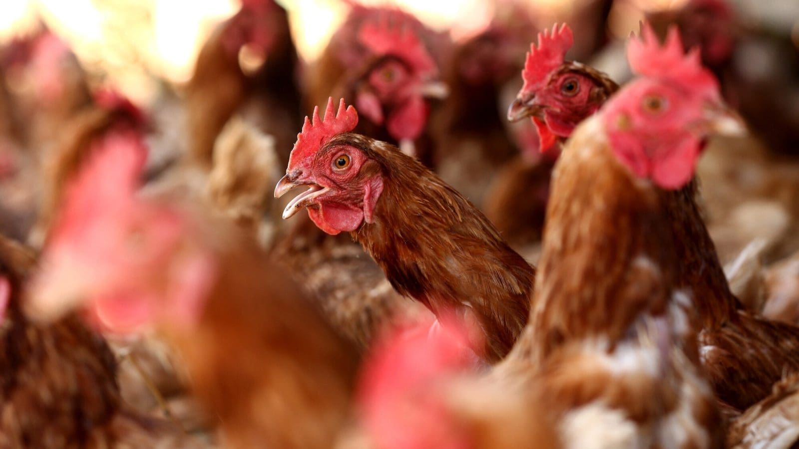 Thumbnail for Canadian Cooke to close New Bedford seafood facility