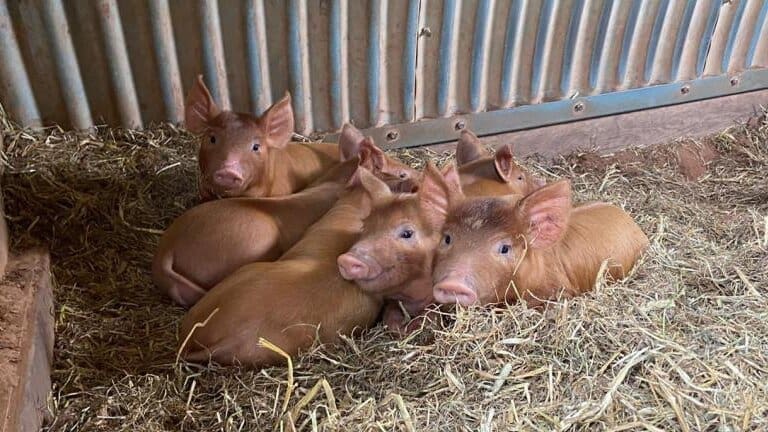 Thumbnail for Don’t Miss a Chance to Showcase Your Offerings at AFMASS East Africa’s Premier Food Expo!