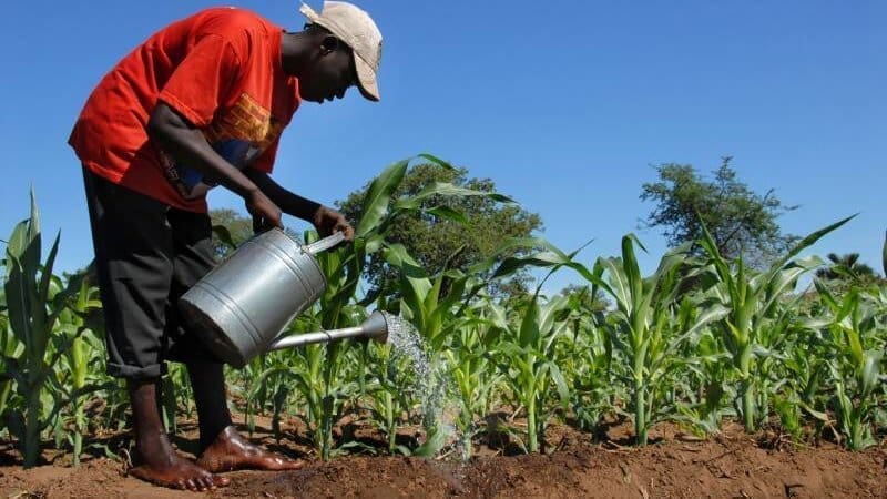 Thumbnail for Stakeholders urge Ghanaian government to implement multi-sector solutions for high food inflation