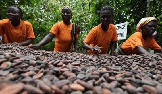 Thumbnail for Kenya extends duty-free sugar importation period to stabilize prices 