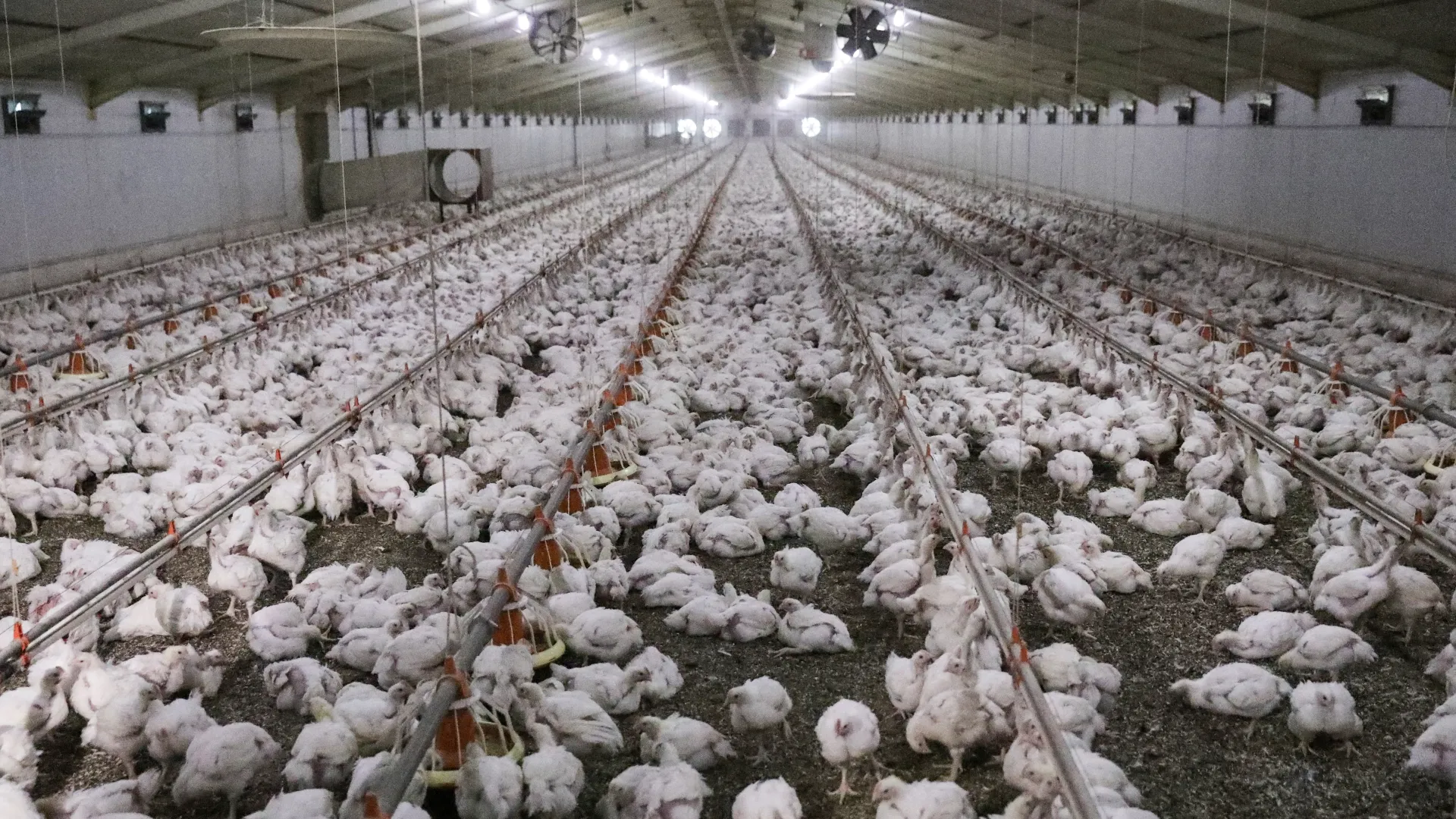 Thumbnail for BoxWay innovates with eco-friendly cardboard solutions for plants