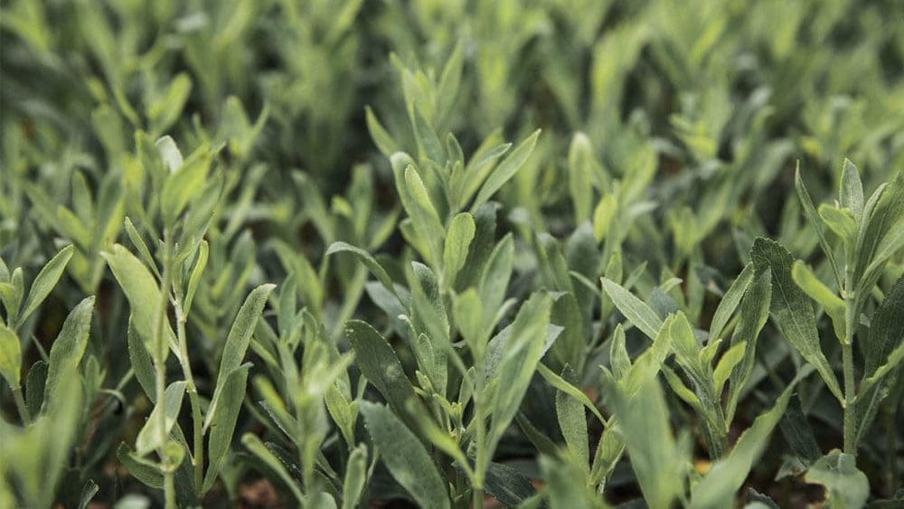 Thumbnail for Uganda Breweries appoints Sheila Sabune as Corporate Relations Director 