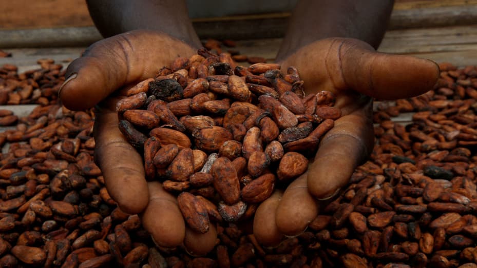 Thumbnail for ofi surpasses cocoa sustainability milestones, strengthens farmer resilience and long-term supply security 