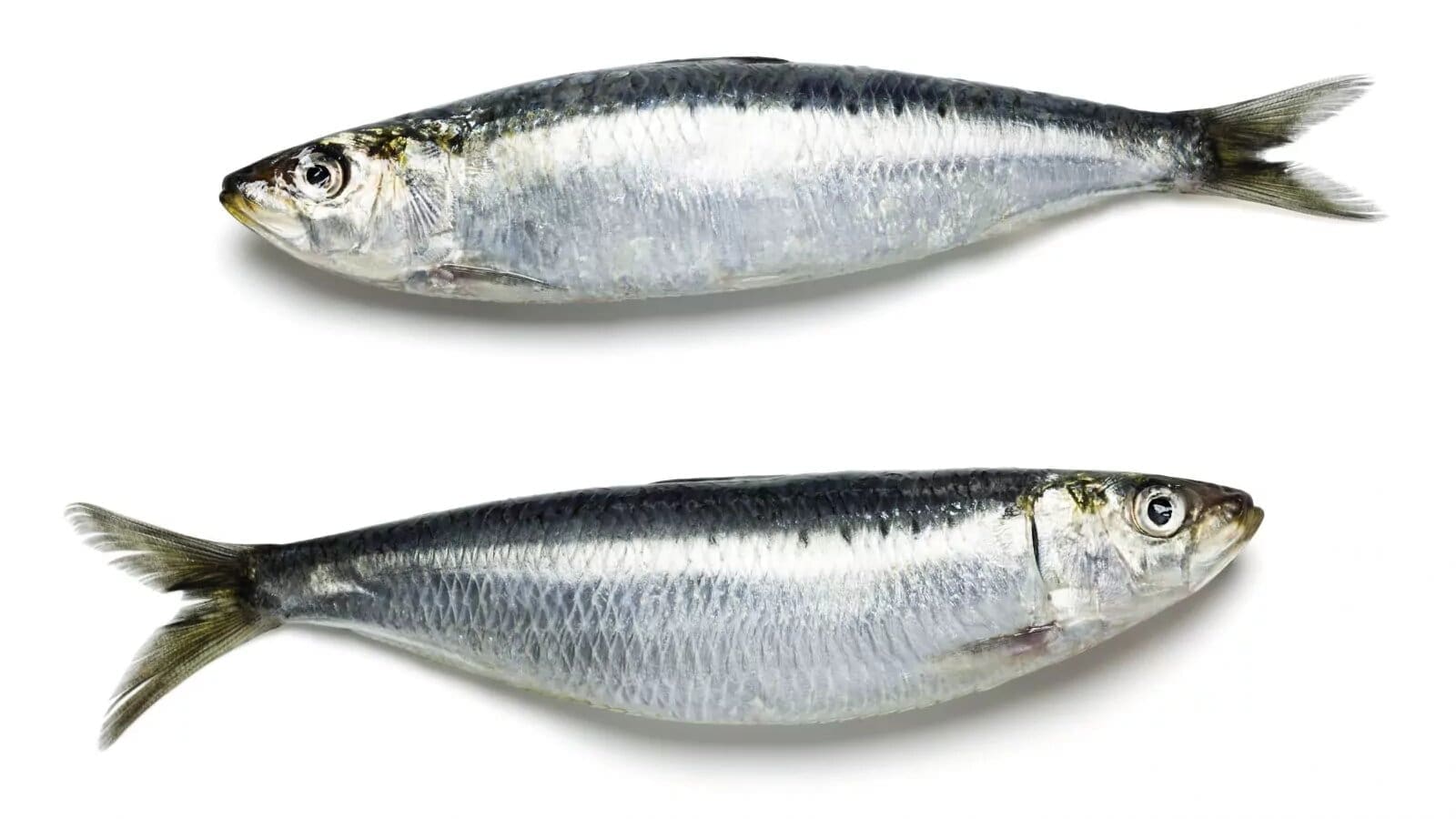 Thumbnail for Kenyan poultry industry faces economic threat as US chicken imports loom