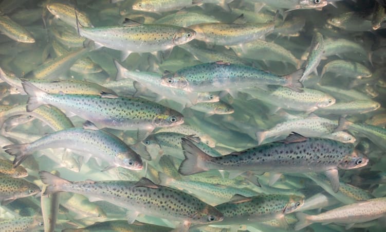 Thumbnail for Mubadala Capital’s TruFood Manufacturing and Bar Bakers merge, aim to dominate nutritional snacks market