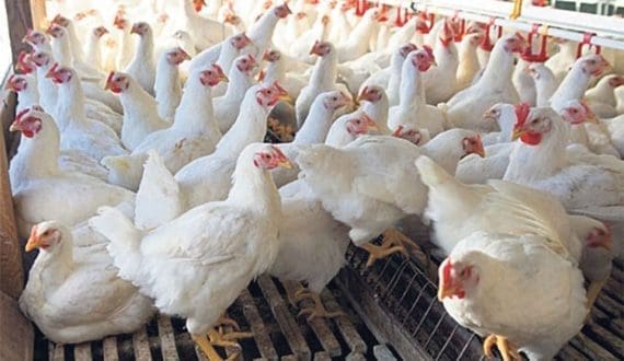 Thumbnail for Nestle launches product line targeting consumers on weight loss medication