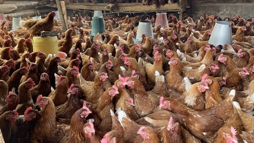 Thumbnail for Transnet’s CTCT surpasses reefer targets with 62% increase