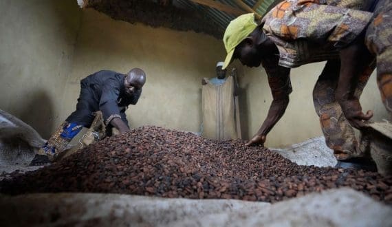 Thumbnail for Ugandan outgrowers protest falling sugarcane prices