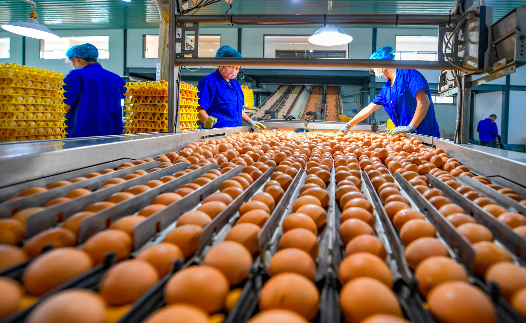 Thumbnail for Lawmakers reintroduce REAL Meat Act to halt federal investment in cultivated meat