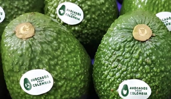 Thumbnail for Kakuzi inaugurates new Macadamia oil plant 