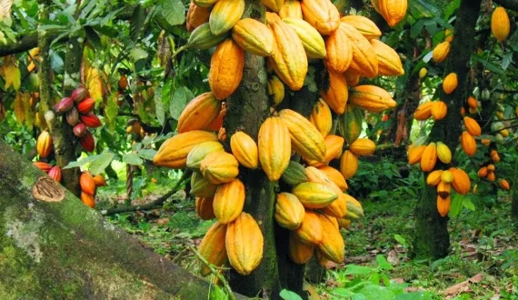 Thumbnail for Cameroonian president ratifies US$85.18M agricultural expansion funding