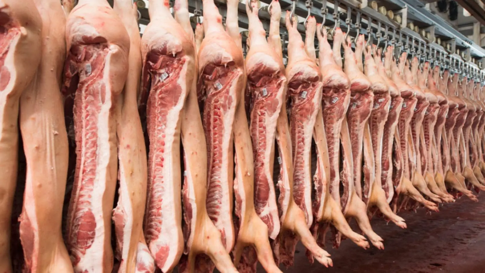 Thumbnail for China presses pig farmers to cut production as pork glut deepens